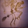 800-Year-Old Remains of "Witch" Discovered