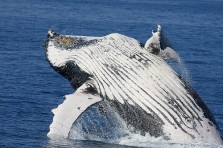 Whale